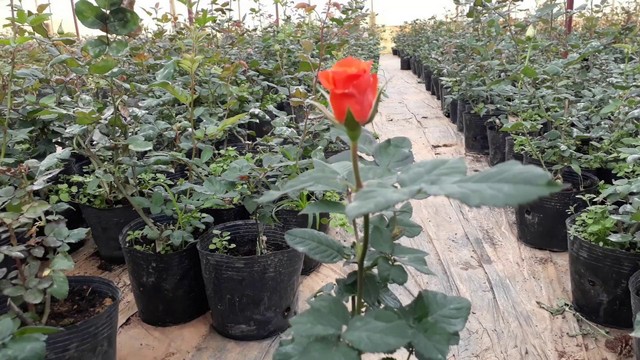 Chọn điểm bán cây giống hoa hồng có quy mô lớn