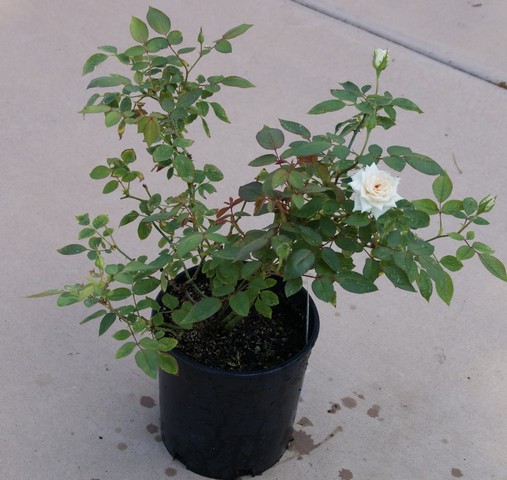 Chọn cây giống hoa hồng khỏe mạnh, lá xum xuê tươi tốt