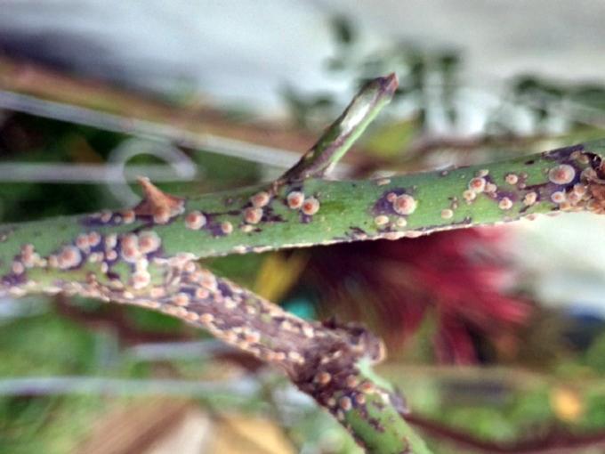 chăm sóc hoa hồng