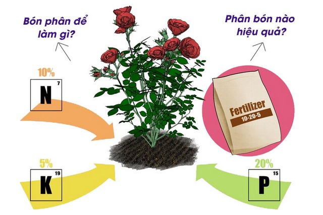 Bón phân cho hoa hồng thế nào mới hiệu quả?