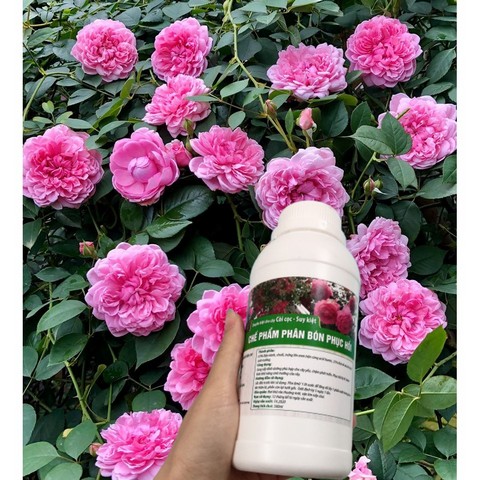 Bón phân theo đúng giai đoạn sẽ giúp cây phát triển, ra hoa quanh năm