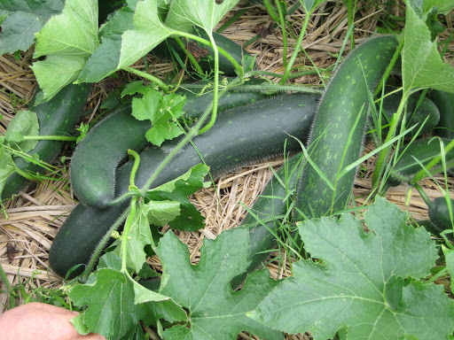 Trồng bí đao vụ đông