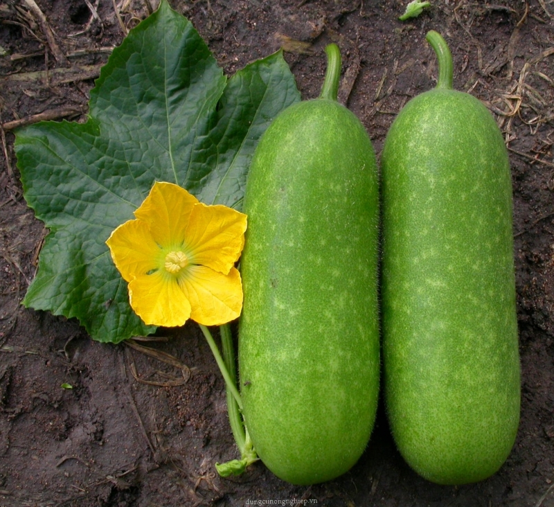 Trồng bí đao vụ đông