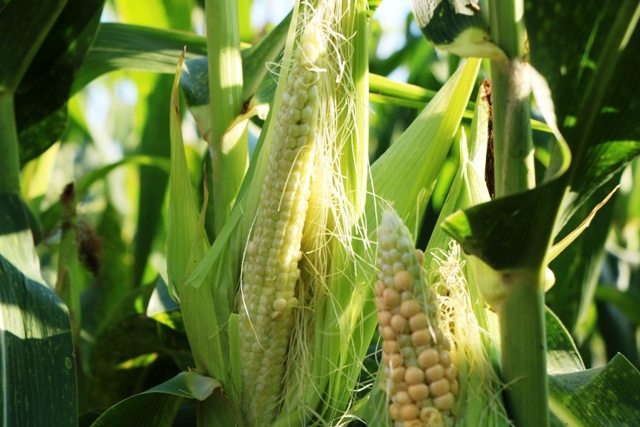 kỹ thuật trồng bắp nếp