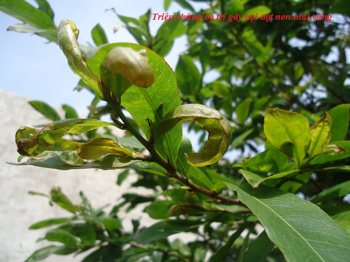 Bệnh do bù lạch gây ra trên mai vàng