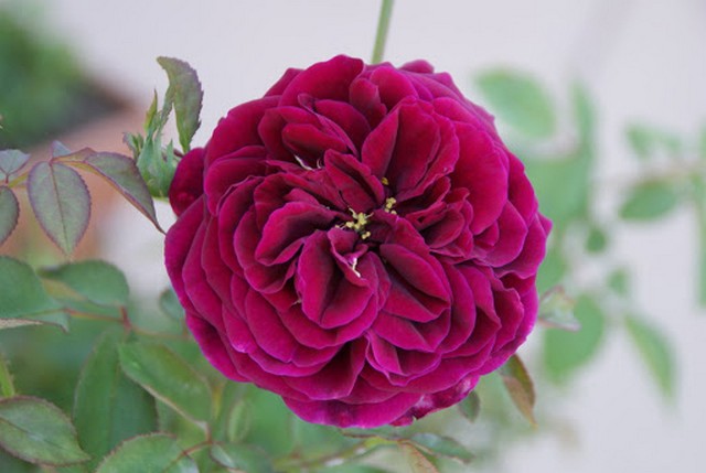 The Prince Rose nổi bật với sắc đỏ tím cùng nhụy vàng