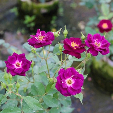 Midnight Blue Rose chinh phục người yêu hoa bởi sắc tím rượu tinh tế