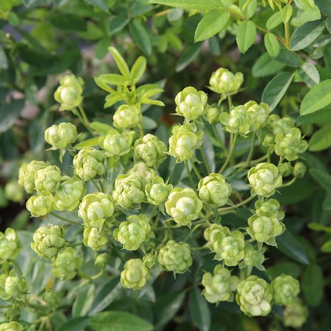 Các giống hoa hồng ngoại