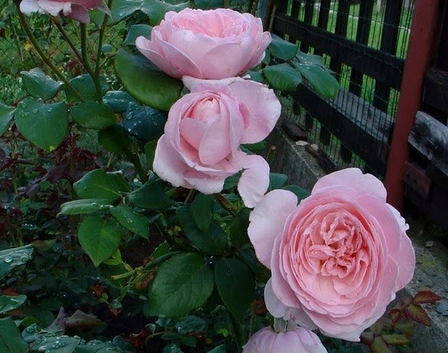 Hồng leo cần được chăm sóc và cắt tỉa thường xuyên