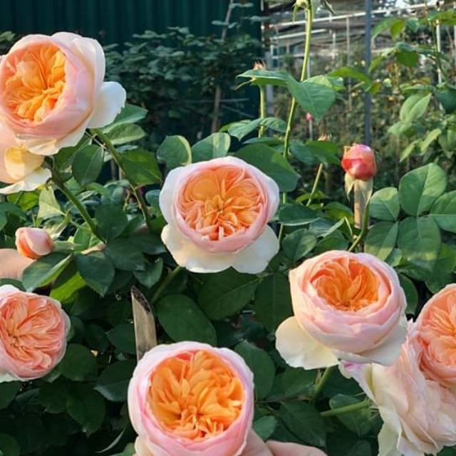 Cần cung cấp đầy đủ nước và chất dinh dưỡng cho cây