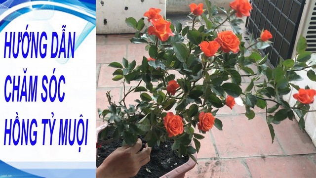 Bạn đã biết cách chăm sóc hoa hồng tỉ muội?