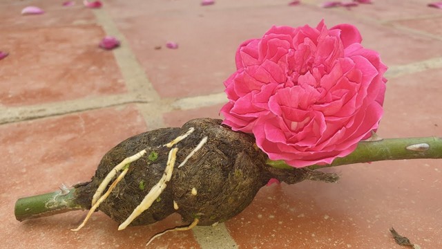 Hướng dẫn cách chiết hoa hồng cho tỷ lệ thành công 100%