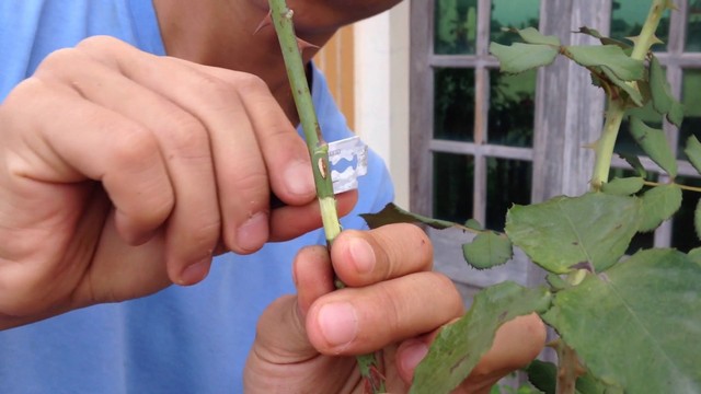 Dụng cụ bóc tách vỏ cần phải sắc bén và được khử trùng trước khi làm