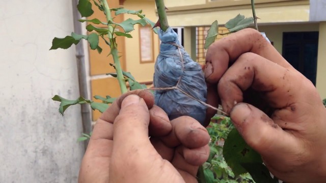 Kỹ thuật chiết cành hoa hồng có bầu đất