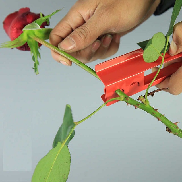 Bạn cần chuẩn bị dụng cụ để tỉa hoa hồng