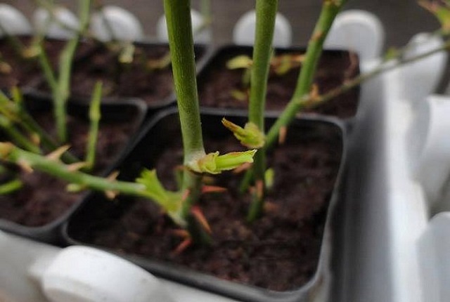 Chuẩn bị đất màu mỡ, ủ phân chuồng