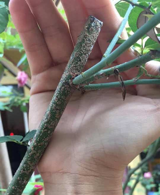 Cắt cành gọn gàng, không bị giập nát để cây bén rễ