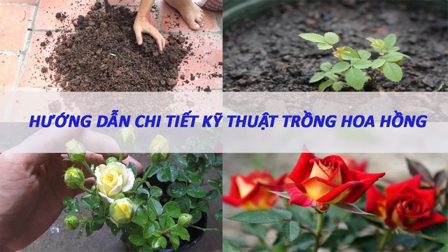 Hướng dẫn cách trồng hoa hồng đơn giản, hiệu quả cao