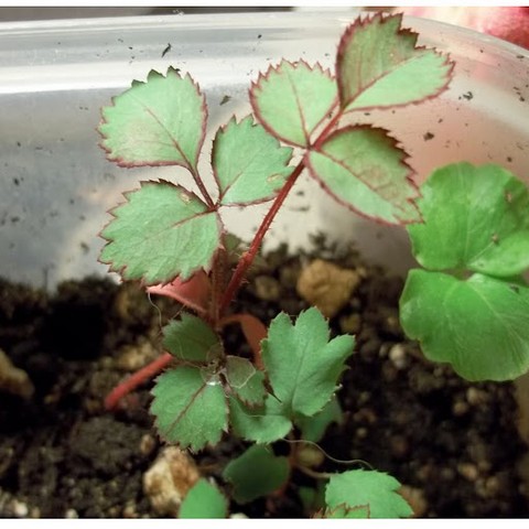 Nên chọn đa dạng chủng loại hoa hồng để có một khu vườn đẹp