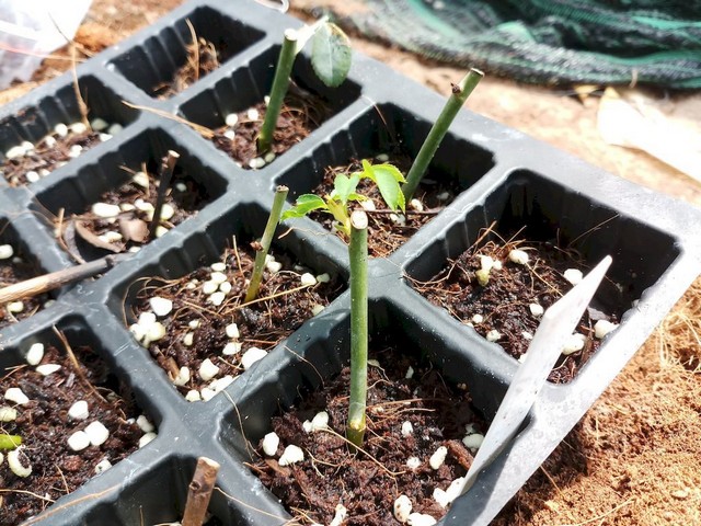 Đất trồng cành hoa hồng cần có đủ dưỡng chất