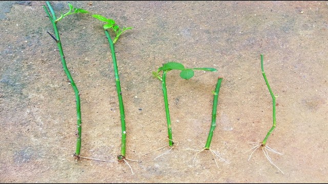 Cành giâm ra rễ, mầm và lá theo từng giai đoạn