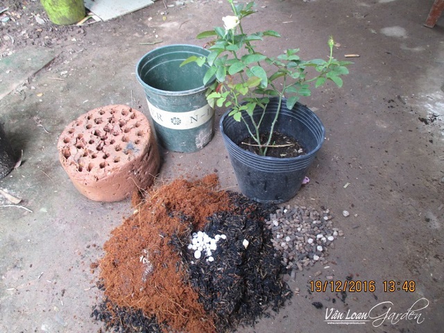 cách trồng hoa hồng leo trong chậu