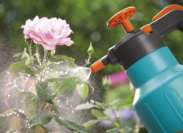 Thường xuyên tưới nước để hồng leo phát triển tốt