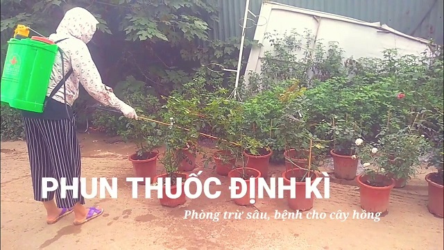Bạn nên thường xuyên bắt sâu hoặc phun thuốc diệt côn trùng