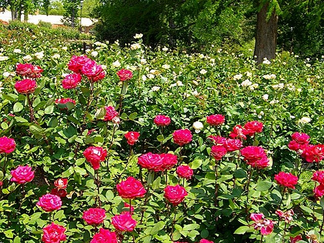 Trăm hoa đua nở ở vườn hồng Tyler lớn nhất ở Texas, Mỹ