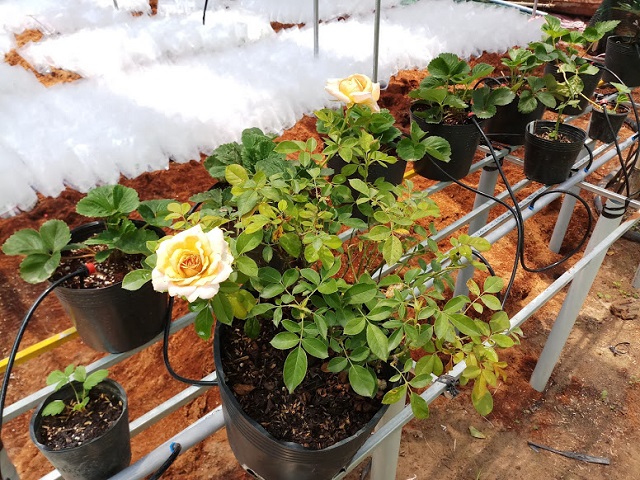 Chậu hoa hồng có kích thước lớn hơn cây gấp nhiều lần chưa hẳn đã tốt