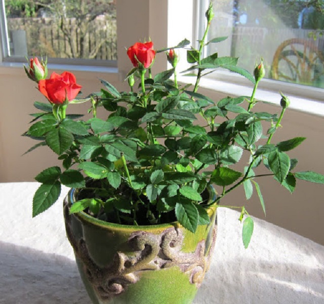 Bạn có thể tùy ý lựa chọn chất liệu chậu hoa hồng theo mục đích sử dụng