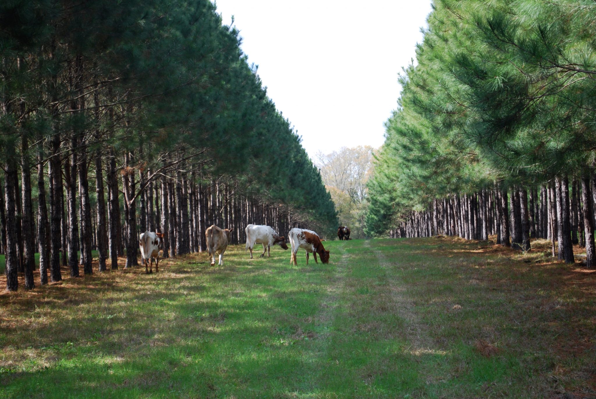 chăn nuôi dưới tán rừng có điểm gì độc đáo