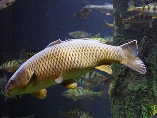 Nuôi cá chép giống