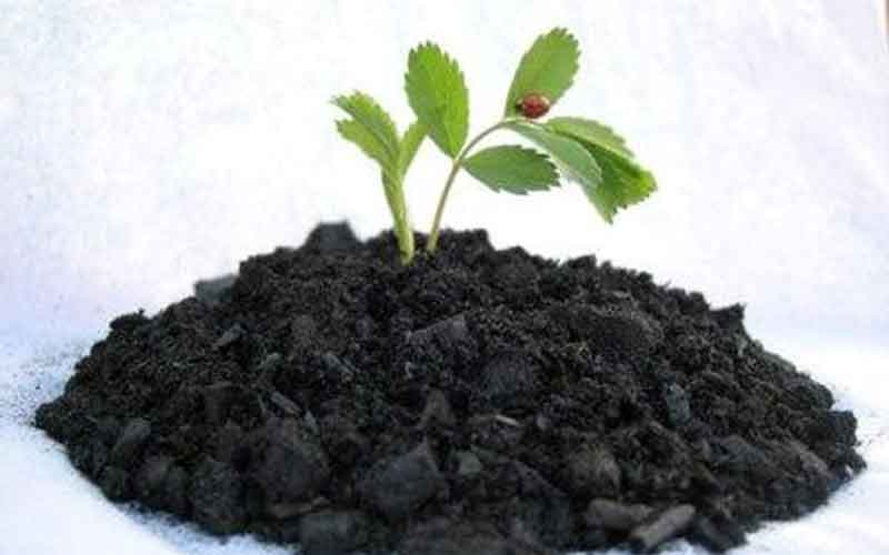 cải tạo đất bằng phân vi sinh