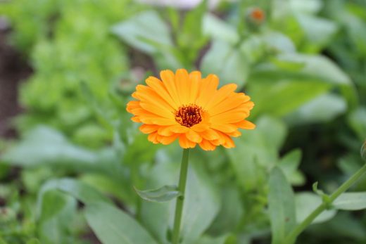 Trồng cây gì tháng 11