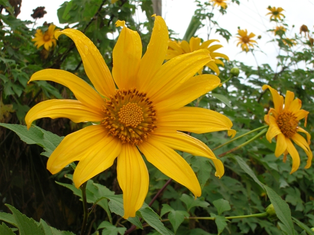 Trồng cây gì tháng 11