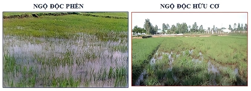 Đất phèn là khắc tinh của những người nông dân