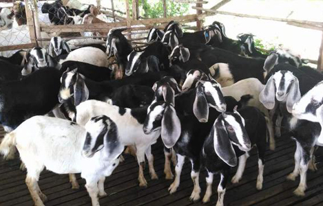 Dê thịt bách thảo