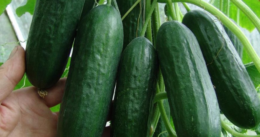 Trồng dưa chuột