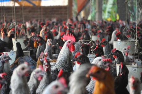 Gà Ai Cập là vật nuôi mới được mọi người quan tâm