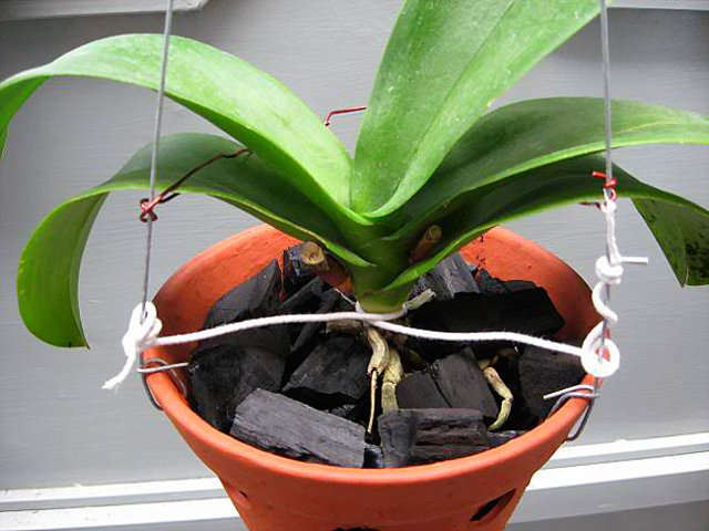 giá thể trồng lan - than củi