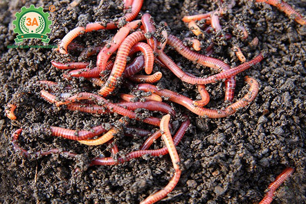 Nuôi giun quế kết hợp nuôi gà