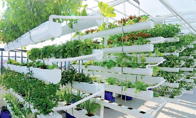 Giàn rau thủy canh phẳng