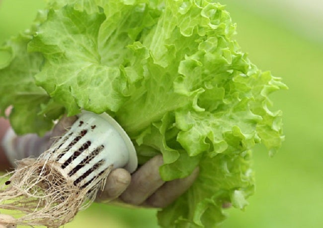 giá thể trồng rau thủy canh