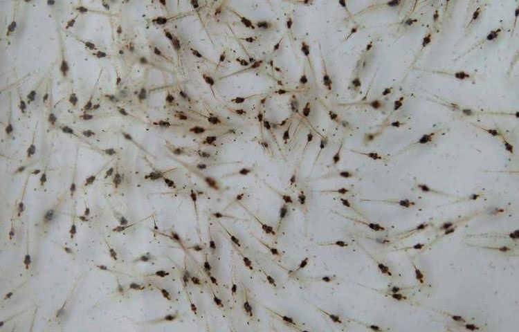 giống tôm thẻ chân trắng