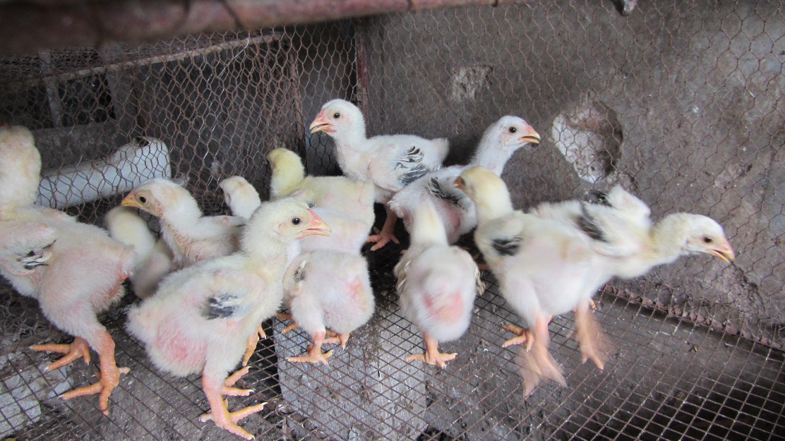 Chăm sóc gà Đông Tảo con không hề đơn giản