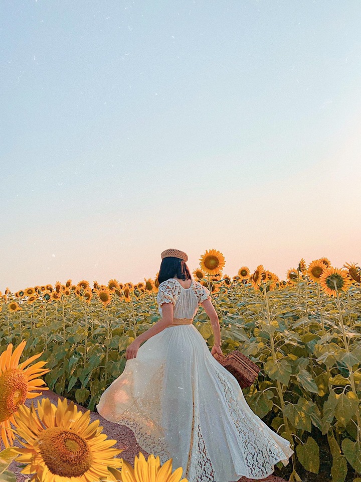 hoa hướng dương mang ý nghĩa tình yêu