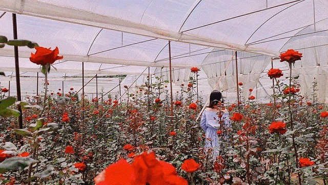 Tại Đà Lạt có nhiều địa điểm đẹp để bạn ngắm hoa hồng