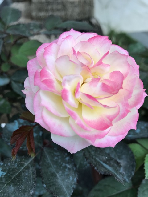 Hồng đổi màu thay đổi từ nụ vàng sang hồng, cuối cùng là trắng khi nở rộ