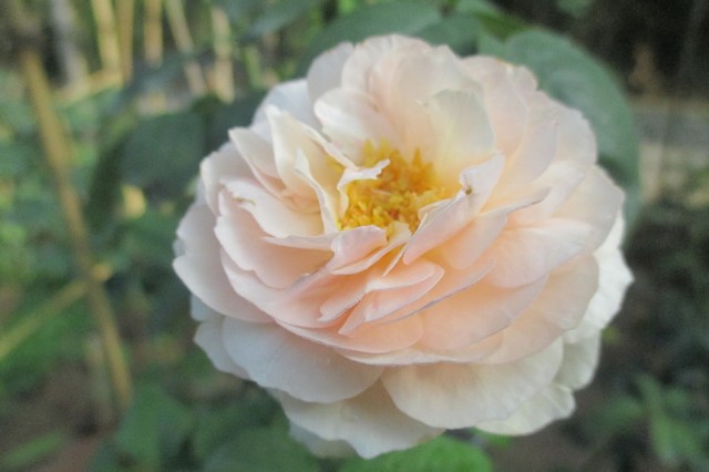 Bạn đã biết gì về giống hoa hồng Heritage đang được nhiều người yêu thích?